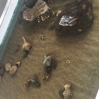 Matagora Bay Welcome Center - A well done touch tank. - Parks Near Me - Matagorda, Texas Matagora Bay Welcome Center - A well done touch tank. - Parks Near Me - Matagorda, Texas