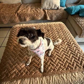 DogDash Mobile Grooming - Pet Groomers Near Me