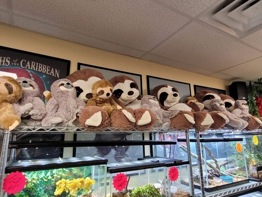 SLOTH ENCOUNTERS - Updated December 2024 - 83 Photos - 551 Veterans