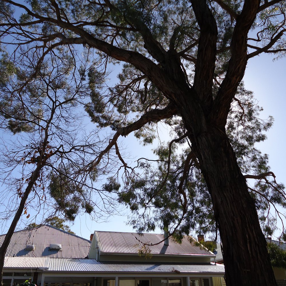 THE BEST 10 Tree Services near LOCKLEYS SOUTH AUSTRALIA 5032, AUSTRALIA -  Adelaide Tree Removals, Saladin Tree Solutions, Taking Care of Trees -  Quality \u0026 Affordability - Updated 2026 - Yelp, image size:1000x1000
