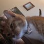 Jaydens Pet Sitting