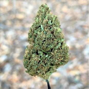 Fire in the Hole - 100% legal industrial hemp flower below .3% THC. Strain is Hempress 2 - Vitamins & Supplements Near Me - Knoxville, Tennessee Fire in the Hole - 100% legal industrial hemp flower below .3% THC. Strain is Hempress 2 - Vitamins & Supplements Near Me - Knoxville, Tennessee