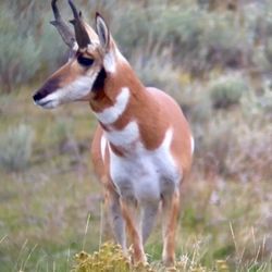 Lamar Valley Touring