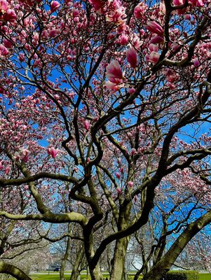 Floral Showhouse by null