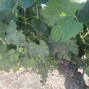 Opolo Vineyards - Wineries Near Me - Paso Robles, California Opolo Vineyards - Wineries Near Me - Paso Robles, California