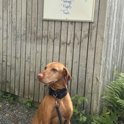 Definitely a dog friendly establishment