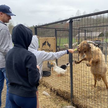 Build an ark rescue - Community Service/Non-Profit Near Me - Ellijay, Georgia Build an ark rescue - Community Service/Non-Profit Near Me - Ellijay, Georgia