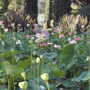 Lotusland - Lotus water garden - Botanical Gardens Near Me - Santa Barbara, California