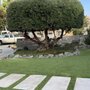 Bear Tree Company