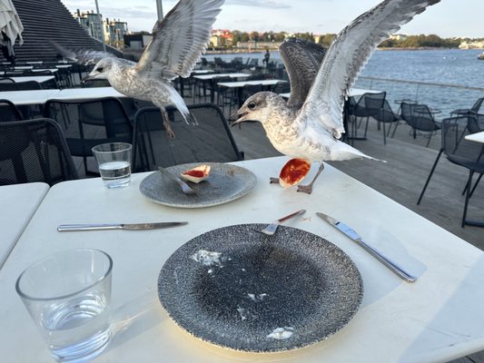 Löyly Helsinki by null
