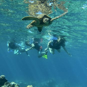 Maui Eco Tours - Sea turtles! - Rafting/Kayaking Near Me - Kihei, Hawaii Maui Eco Tours - Sea turtles! - Rafting/Kayaking Near Me - Kihei, Hawaii