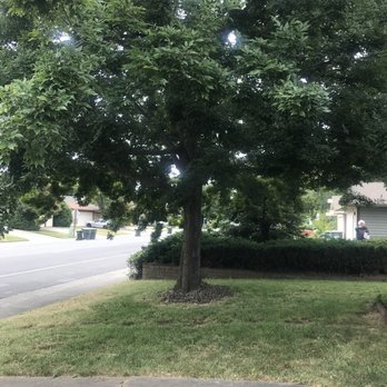 Rod's Tree Service - Overgrown tree - Tree Services Near Me - Carmichael, California Rod's Tree Service - Overgrown tree - Tree Services Near Me - Carmichael, California