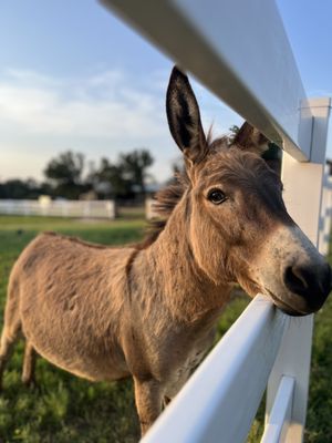 MILK & HONEY RANCH - Updated February 2026 - 122 Photos & 26 Reviews