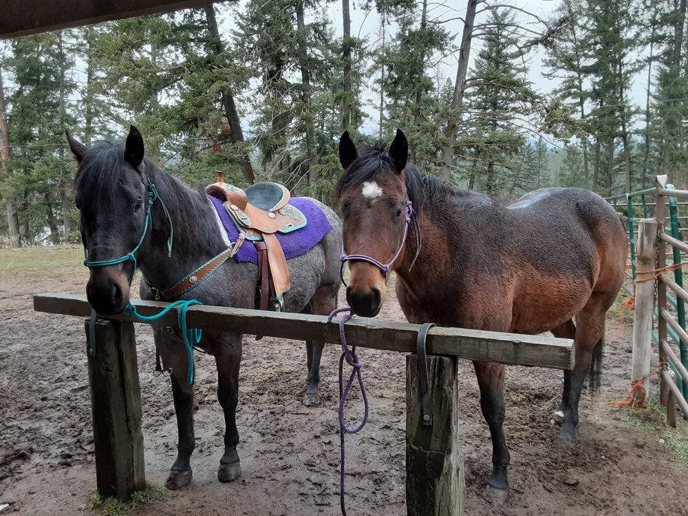 Gray's Breaking Horse Trainer - equestrian in Las Vegas, NV