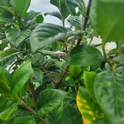 Tidal Roots - When you stop to smell the gardenias, you meet a tiny friend! A baby frog in the garden.