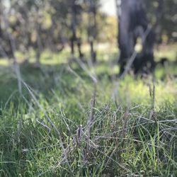 Johnson's Pasture