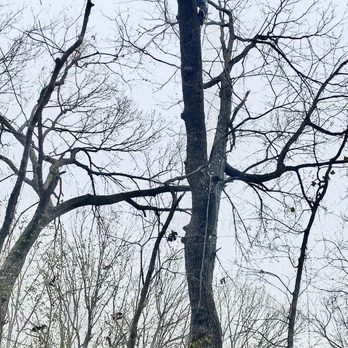 GnT Tree Service - Tree Removal in progress - Tree Services Near Me GnT Tree Service - Tree Removal in progress - Tree Services Near Me