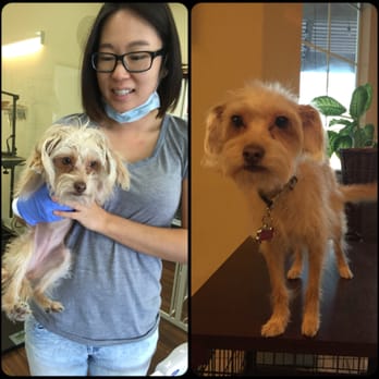 Groom & Board - Another great work done by Linda. So so so happy with how kiwi turned out. =) - Pet Groomers Near Me - Placentia, California