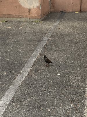 Taste of China by null