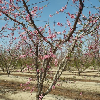 Fresno County Blossom Trail - Local Flavor Near Me - Fresno, California Fresno County Blossom Trail - Local Flavor Near Me - Fresno, California