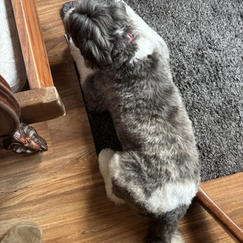 Pacific Pet Grooming - Pet Groomers Near Me Pacific Pet Grooming - Pet Groomers Near Me