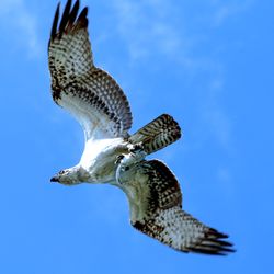 Swallow tail kite that visits the pond behing our unit.