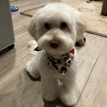 Blue Pooch - And after!! Thanks for my new doo! (Courtesy of Arisa the Groomer) - Pet Groomers Near Me - Los Angeles, California Blue Pooch - And after!! Thanks for my new doo! (Courtesy of Arisa the Groomer) - Pet Groomers Near Me - Los Angeles, California