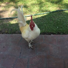 A friendly rooster as a lunch companion. A friendly rooster as a lunch companion.