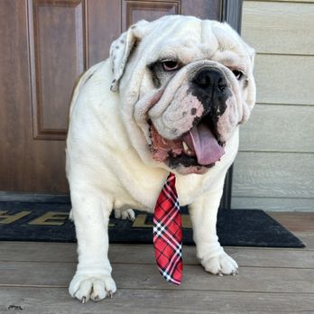 Doggy Style Spa - Pet Groomers Near Me Doggy Style Spa - Pet Groomers Near Me