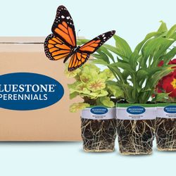 Bluestone Perennials - Bluestone perennials plantable pots