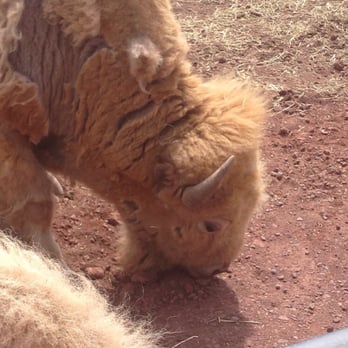 Bearizona - White Bison - Zoos Near Me - Williams, Arizona Bearizona - White Bison - Zoos Near Me - Williams, Arizona
