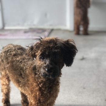 rover done over mobile dog grooming