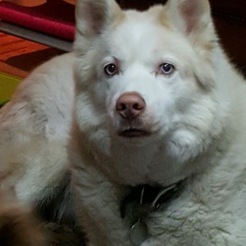 Conshohocken Veterinary Hospital - Scout at 14 years of age. Dr Travory is the reason he looked so good. I almost lost him three times to Lyme Disease, was overlooked by UofP - Veterinarians Near Me - Conshohocken, Pennsylvania Conshohocken Veterinary Hospital - Scout at 14 years of age. Dr Travory is the reason he looked so good. I almost lost him three times to Lyme Disease, was overlooked by UofP - Veterinarians Near Me - Conshohocken, Pennsylvania