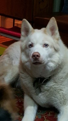 Conshohocken Veterinary Hospital 316 W Ridge Pike Conshohocken Pa Veterinarians Mapquest