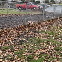 Timber Linn Park - Dog running In small dog section