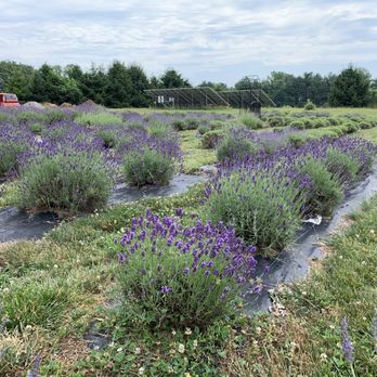 Mad Lavender Farm - Pick your own lavender - Botanical Gardens Near Me - Milford, New Jersey Mad Lavender Farm - Pick your own lavender - Botanical Gardens Near Me - Milford, New Jersey