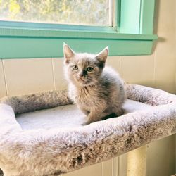 River Oaks Animal Hospital