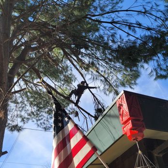 Sherman Oaks Tree Service - 60 feet up selective cutback thinning. - Tree Services Near Me