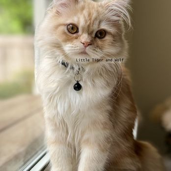 ASAP Vet: Veterinary Urgent Care - Emergency Pet Hospital Near Me - Austin, Texas ASAP Vet: Veterinary Urgent Care - Emergency Pet Hospital Near Me - Austin, Texas