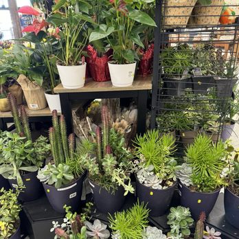 Stater Bros. Markets - Cute plants - Grocery Near Me - Cypress, California