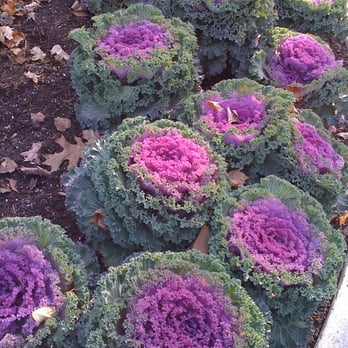 St. James' Park - More cabbages! - Parks Near Me - Toronto, Ontario
