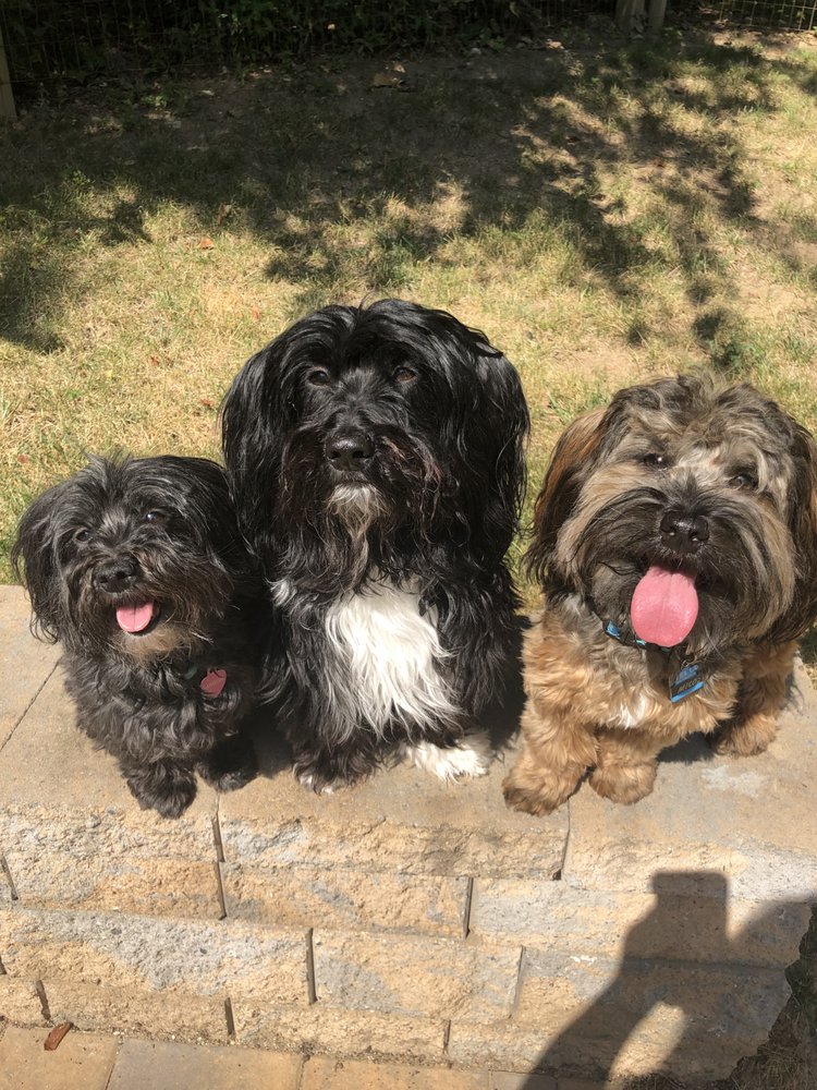 ANIMAL INN OF FREDERICK 30 Reviews 9124 Reichs Ford Rd, Frederick