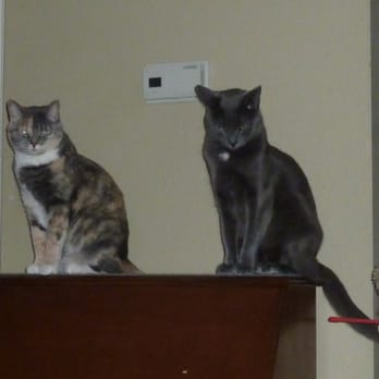Essential Grooming - Betty and Harley posing...d;^) - Pet Groomers Near Me - Santee, California
