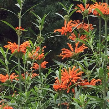 Putnam Hill Nursery - Lion's Ear, Leonotis leonorus - Nurseries & Gardening Near Me - Forest Hill, Maryland Putnam Hill Nursery - Lion's Ear, Leonotis leonorus - Nurseries & Gardening Near Me - Forest Hill, Maryland