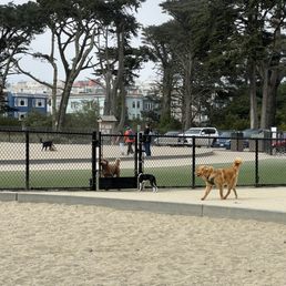 Golden Gate Park Dog Training Area: Unleash Your Pup's Potential