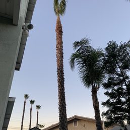 After trimmed After trimmed