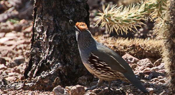 Desert Botanical Garden by null Desert Botanical Garden by null