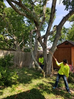Tree Services - Giraffe Tree care and landscape maintenance for your commercial property will help protect its value and enhance its visual appeal. A well-established, professional tree service provider can help you prioritize your tree and lawn care needs and develop a comprehensive, cost-effective plan in order to effectively maintain your landscape.
Our tree and lawn care specialists provide an array of services to help you care for your commercial landscape. Our services range from tree trimming and lawn fertilization to conducting a safety audit, tree inventory, and much more. Consultation services are also available. Tree Services - Giraffe Tree care and landscape maintenance for your commercial property will help protect its value and enhance its visual appeal. A well-established, professional tree service provider can help you prioritize your tree and lawn care needs and develop a comprehensive, cost-effective plan in order to effectively maintain your landscape.
Our tree and lawn care specialists provide an array of services to help you care for your commercial landscape. Our services range from tree trimming and lawn fertilization to conducting a safety audit, tree inventory, and much more. Consultation services are also available.