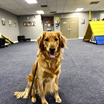 IB K9 - A golden retriever is sitting on a carpeted floor inside a dog training center with agility equipment and wall decorations. - Pet Training Near Me - Mesa, Arizona
