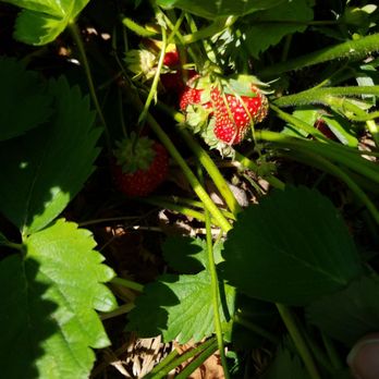 Shady Brook Farm - Picking strawberries with my honey! - Farmers Market Near Me - Yardley, Pennsylvania Shady Brook Farm - Picking strawberries with my honey! - Farmers Market Near Me - Yardley, Pennsylvania